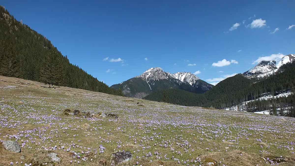 Chochołowska Valley (Dolina Chochołowska)
