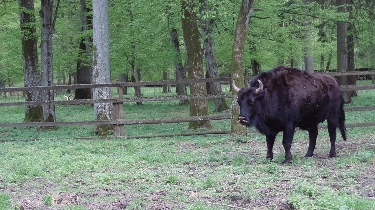 European Bison Show Reserve