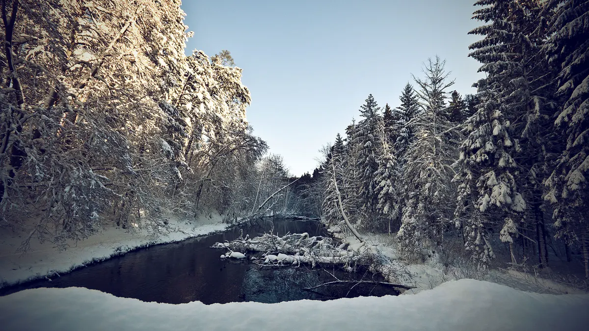 Municipal Forest (Las Miejski)