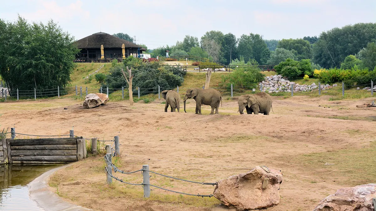 New Zoo (Nowe Zoo)