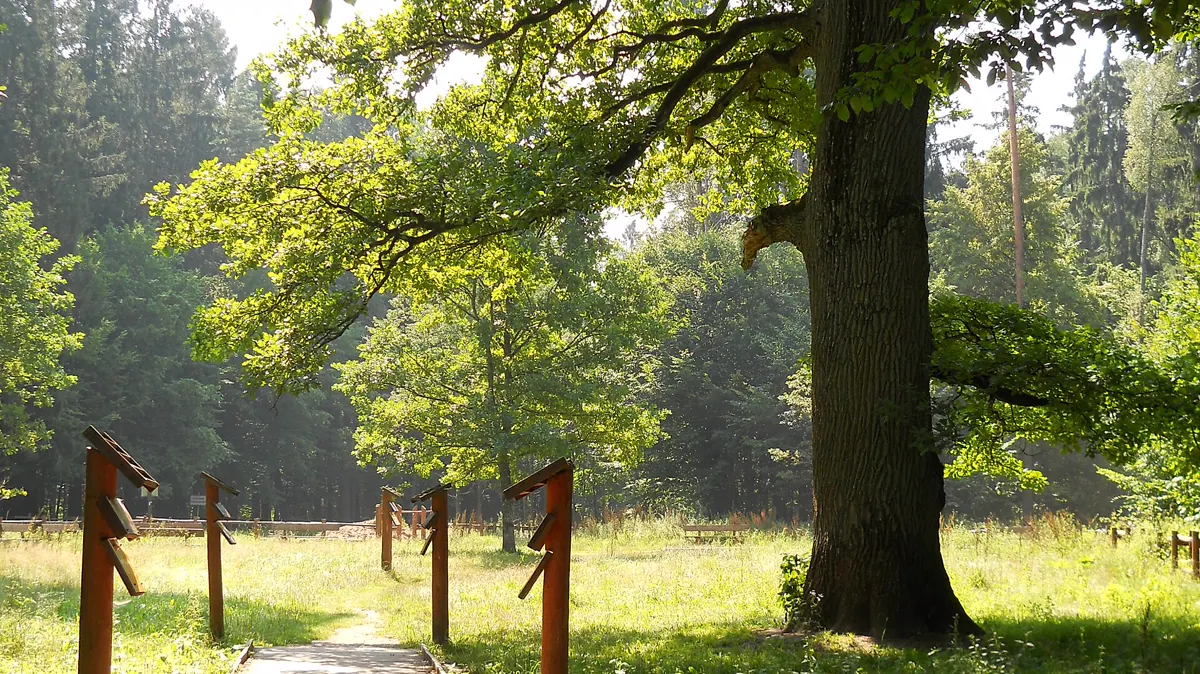 Royal Oaks Trail (Szlak Dębów Królewskich)