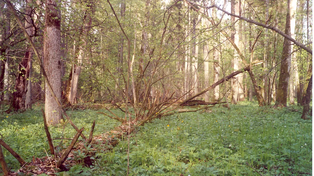 Strict Nature Reserve, Białowieża (Guided Primeval Forest Walk)